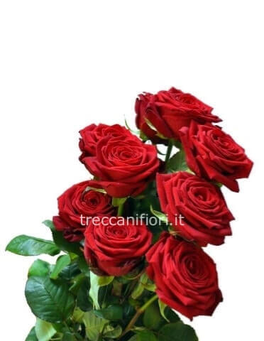 Rose rosse a stelo extra 80 cm