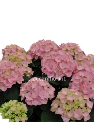 Ortensia piccola