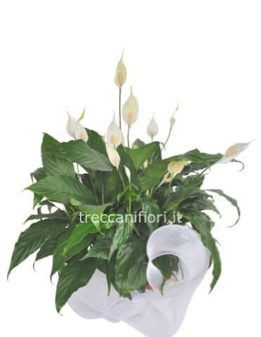 Spathiphyllium piccolo
