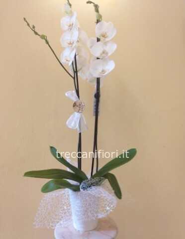 Pianta di phaleonopsis a 2 steli senza vaso ceramica