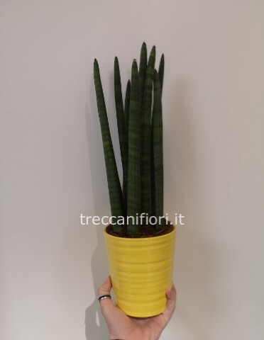 San severie coniche piccole