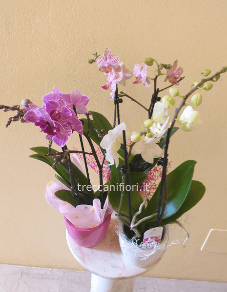 Pianta piccola di phalenopsis