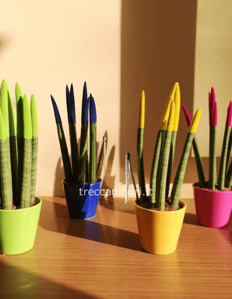 San severia conica colorata