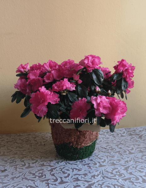 Pianta di azalea