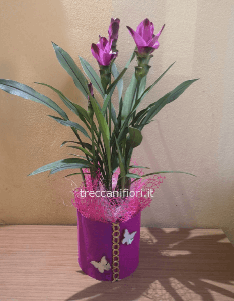 Pianta della curcuma