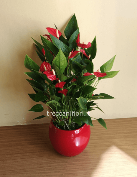 Pianta di Anthurium (fiori piccoli)