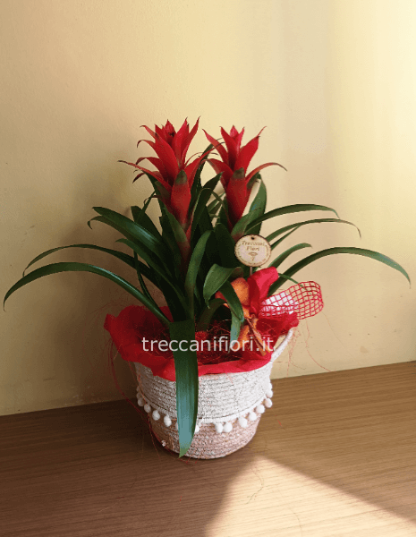 Pianta di bromelia guzmania