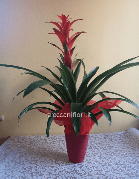 Pianta di Bromelia guzmania