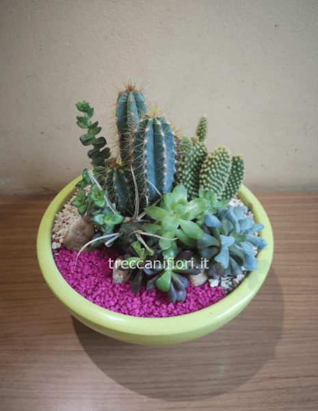 Composizione piante grasse (grande)