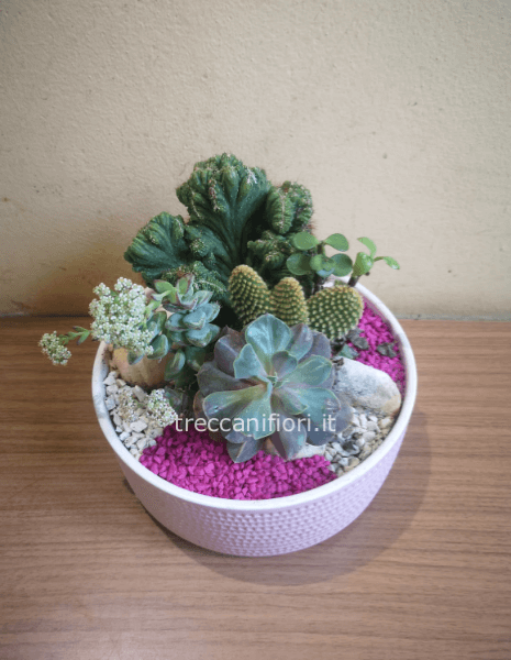 Composizione piante grasse (media)