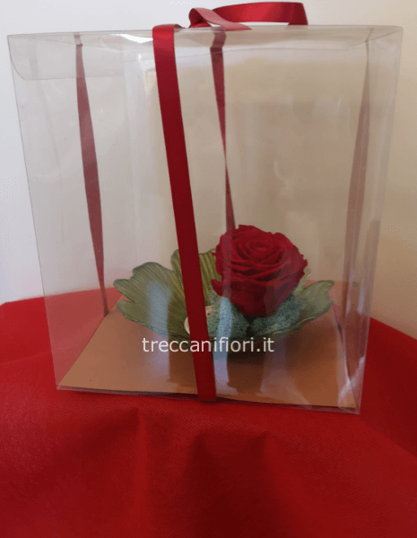 Rosa stabilizzata grande