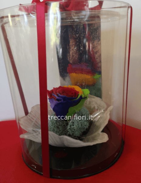 Rosa stabilizzata multicolor