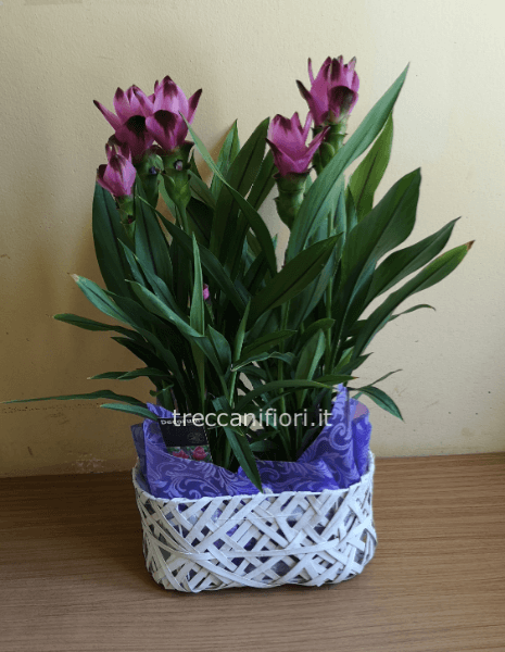 Doppia curcuma in vaso