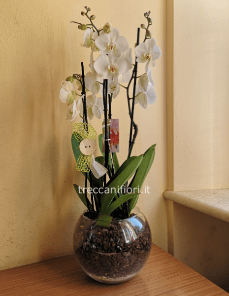 Due phalenopsis bianche