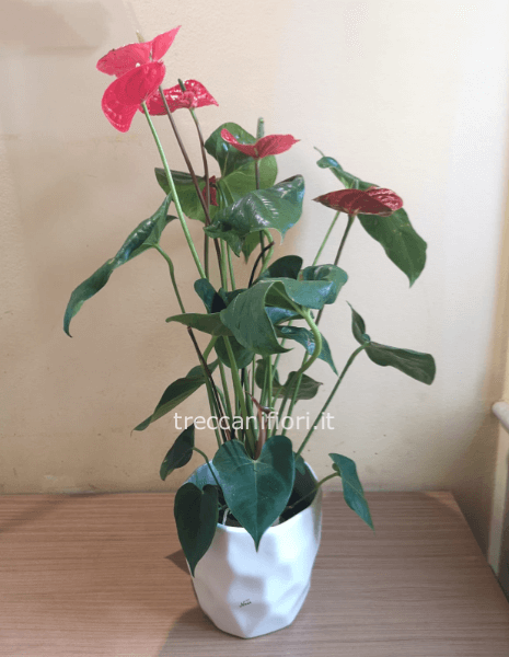 Pianta di Anthurium con fiore grande
