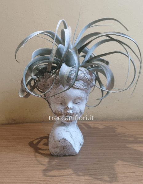 Testa media in pietra con thillanzia