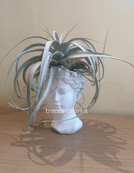 Testa in resina con thillanzia