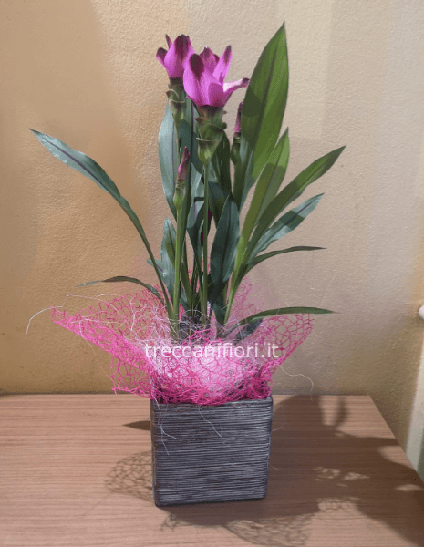 Curcuma in vaso di latta