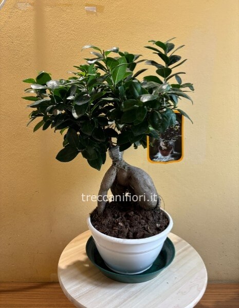 Pianta bonsai ginseng
