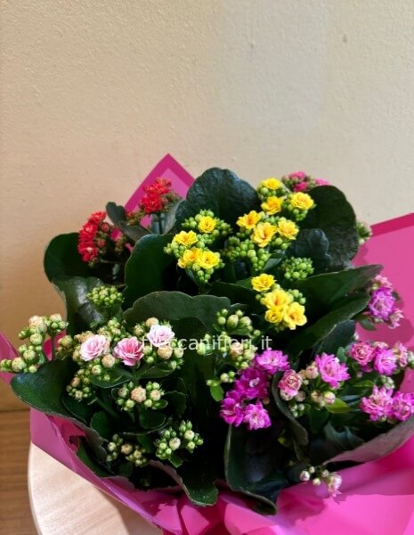 ciotola di kalandive