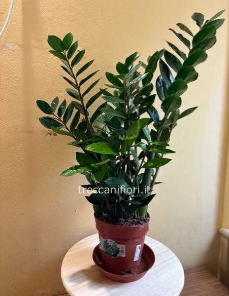 + vaso in ceramica (SOLO VASO NO PIANTA)