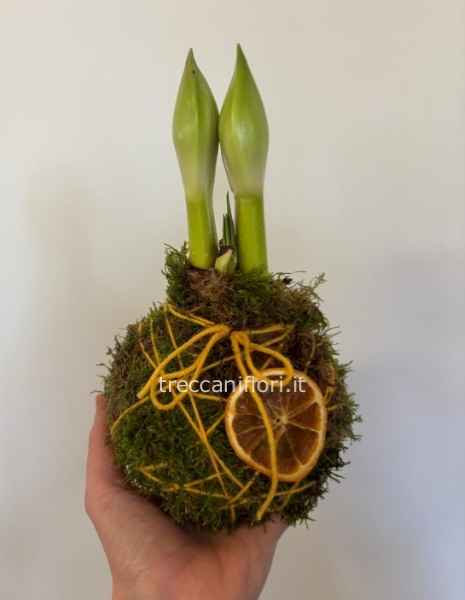 Pianta dell'amaryllis