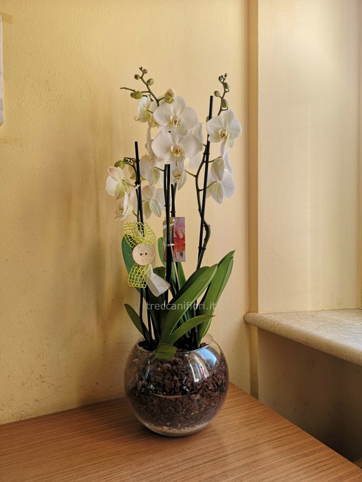 Vaso TRASPARENTE INFRANGIBILE per Orchidee, Phalenopsis Mitu